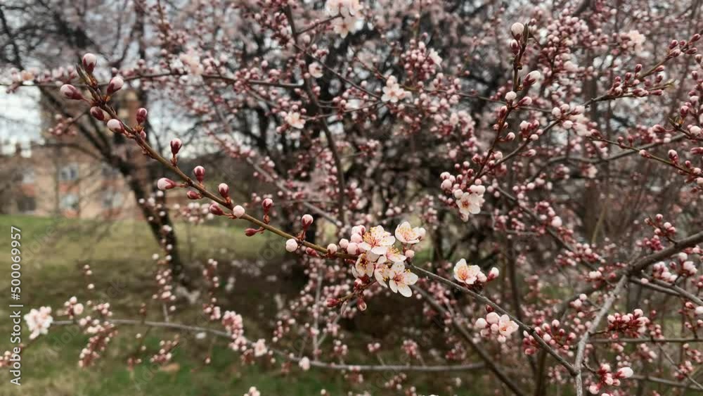 Spring Cherry blossoms swaying in the wind in hungary Spring Cherry blossoms swaying in the wind in hungary