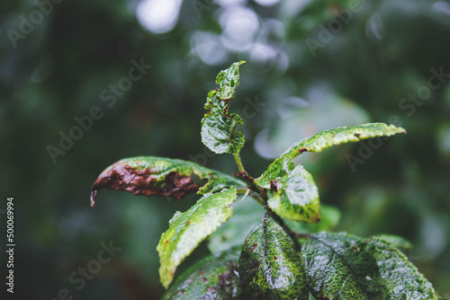 Closeup shot of wet leaves from the rain photo