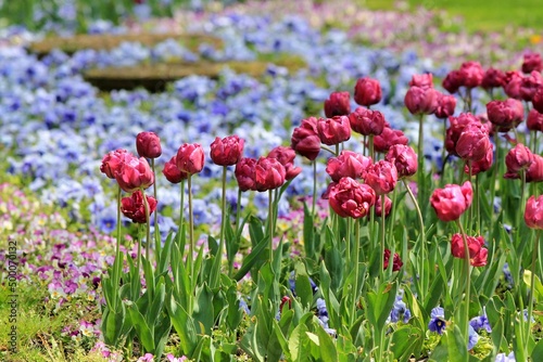 Purple tulips in the park in spring on a blurry background