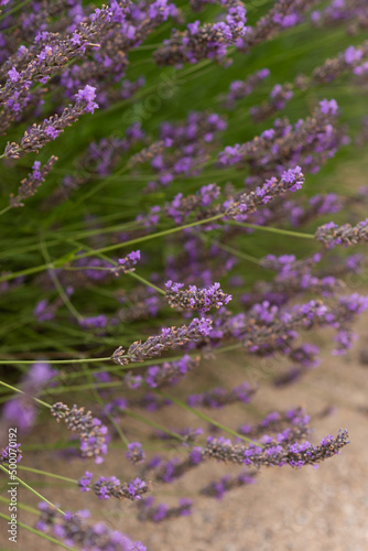 Beautiful lavender flowers in garden outdoor, blooming at park.