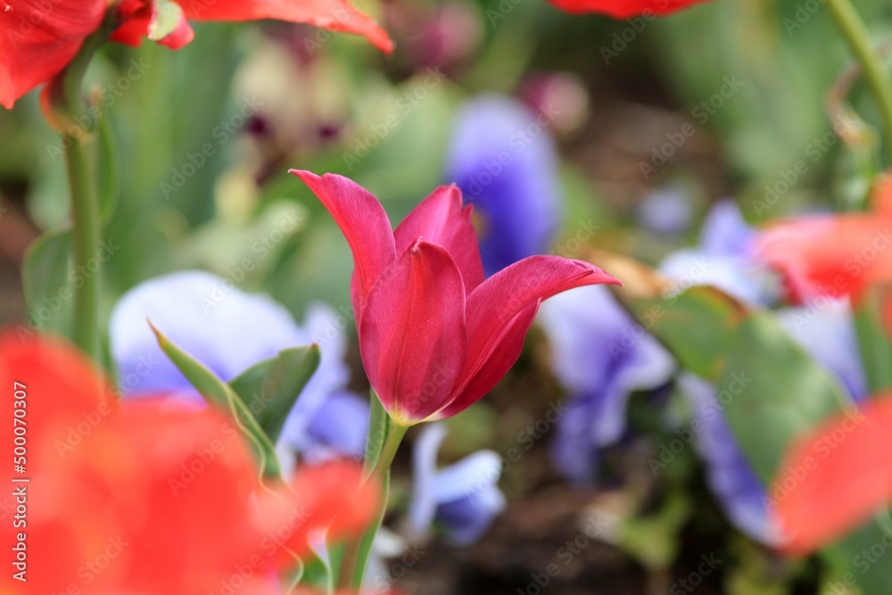 Purple tulip close-up on a blurry background