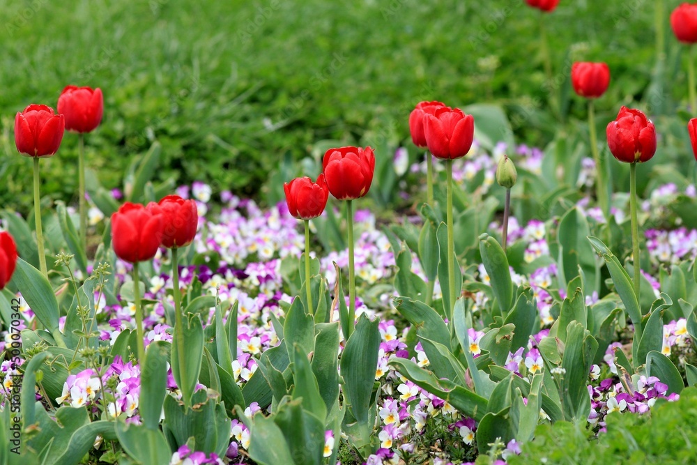 Red tulips in the park in spring Red tulips in the park in spring