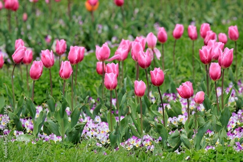 Pink tulips in the park on a blurry background