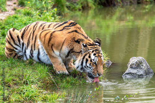 Canvas Print Beautiful shot of a Siberian Tiger laying on grass and drinking water from a lak