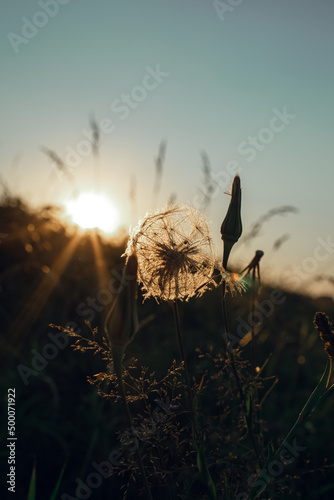 Silhouette of a lonely dandelion in a field with tall grass at sunset