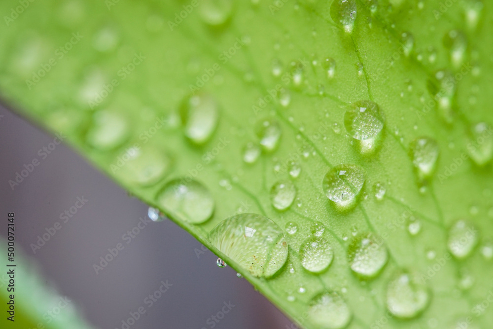 Tropical green leaves background. Summer concept. Tropical green leaves background. Summer concept.