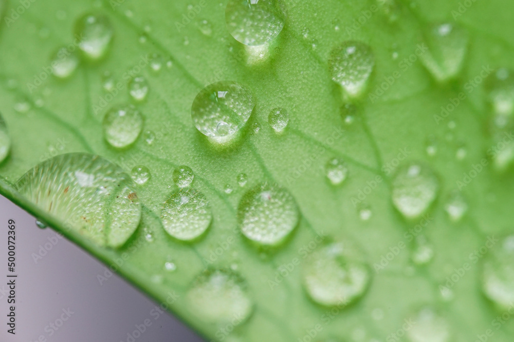 Tropical green leaves background. Summer concept. Tropical green leaves background. Summer concept.