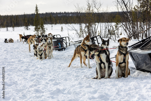 Sleddog expedition in the arctic Lapland winter with snow
