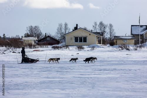 Sleddog expedition in the arctic lapland with snow