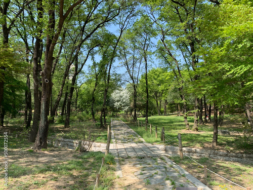 서울 삼성동 선정릉 공원, 선릉, 정릉, 봄, 자연, 꽃, 왕릉 / Seonjeongneung Park in Samseong-dong, Seoul, Seolneung, Jeongneung, Spring, Nature, Flower, Royal Tomb  photo