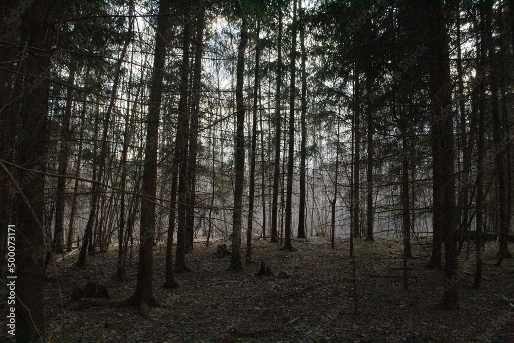 Fototapeta premium morning in the spring forest