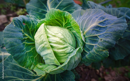 Cabbage head in the garden. Green cabbage plant close-up. Eco vegetables for cooking, organic farming, vegan food, cabbage harvest on field, growing vegetables. Agricultural industry