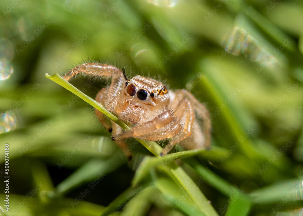 Fototapeta premium Salticidae jumping spider sitting on an artificial grass on a sunny day closeup 
