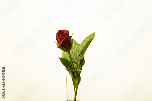 A single red rose isolated on a white background  with copy space, beautiful for a wedding or valentines day.