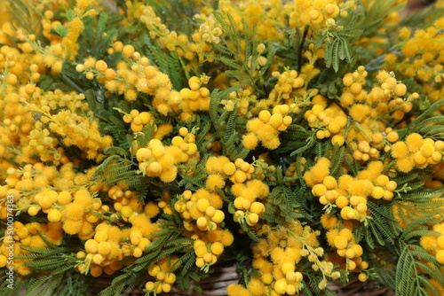 Mimosa bouquet. Present for March 8, International Women's Day. Holiday decor with yellow flowers. Bouquet with yellow mimoza. Yellow flowers of mimosa. Holiday floral decor. Spring mimosa, bouquet photo