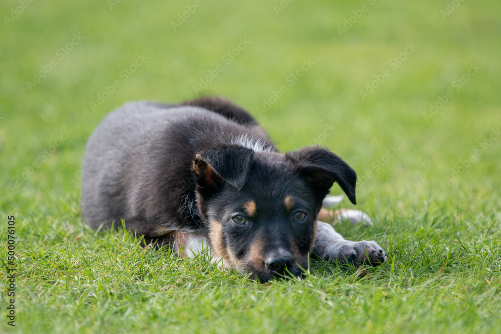 Border Collie puppy resting in a field Border Collie puppy resting in a field