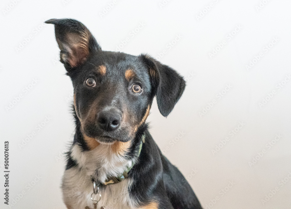 Border Collie resting, headshot portrait Border Collie resting, headshot portrait