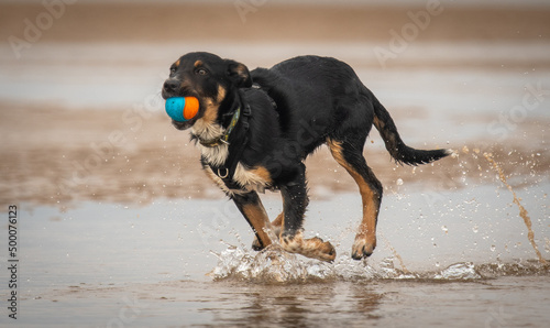 Border Collie running along a beach with his ball