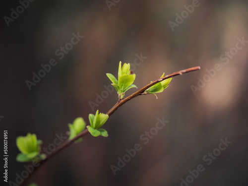 Świeże zielone liście na gałązkach © Aneta