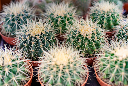 Echinocactus grusonii Cactaceae close-up, several cacti with thick white spines. Natural background with cactus Echinocactus grusonii