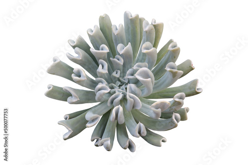 Top View of Echeveria runyonii 'Topsy Turvy' Succulent Plant Iso