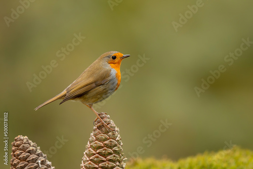 Fotografie, Obraz European robin (Erithacus rubecula), known simply as the robin or robin redbreas