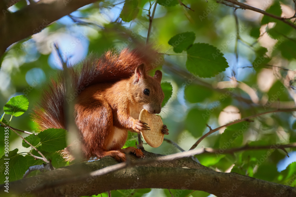 A red-haired European squirrel eats a walnut A red-haired European squirrel eats a walnut