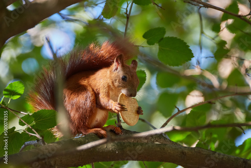 A red-haired European squirrel eats a walnut