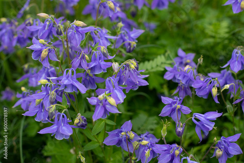Aquilegia blue ranunculus blossom banner background. Natural blooming meadow