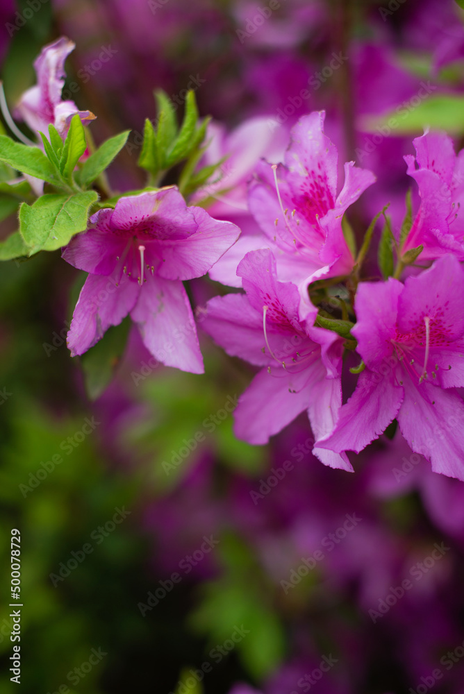pink rhododendron flowers
