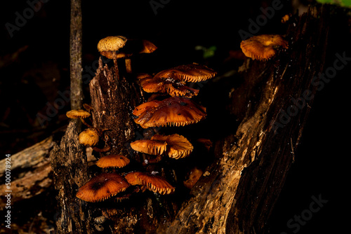 cogumelo, fungo, amarelo, madeira, podre, morta, cogumelo, decomposição, natural, natureza, galho, seco, folha, tronco, arvore, verde, cogumelo, fungo, floresta photo
