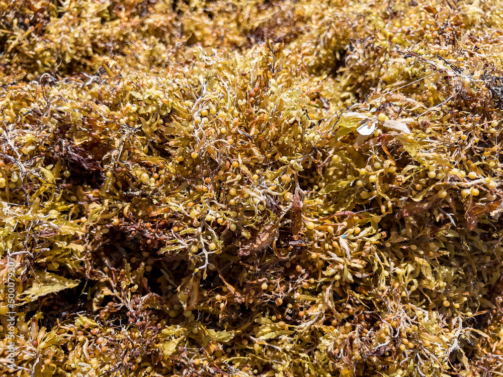 Algae from the Atlantic Ocean, on the shore. Soft focus. Algae from the Atlantic Ocean, on the shore. Soft focus.