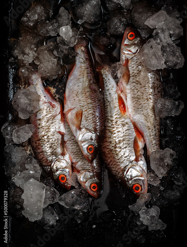 River fish in pieces of ice on black background