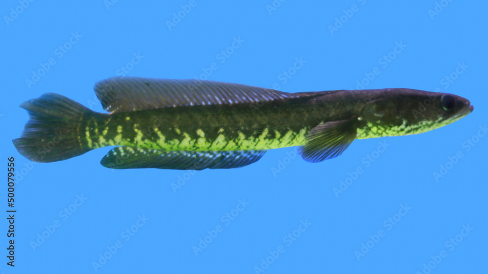 Fototapeta premium Snake head Murrel Fish aquarium fish