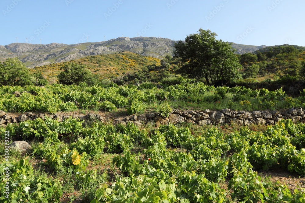 Vineyard near Rethymno, Crete