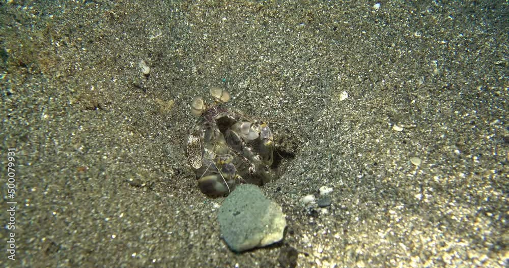 Zebra Mantis Shrimp, Lysiosquillina maculata hiding Zebra Mantis Shrimp, Lysiosquillina maculata hiding