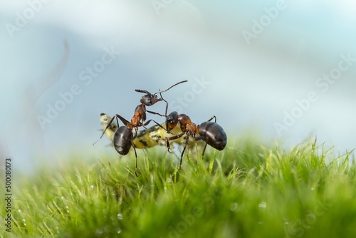 ants on the grass