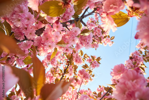 Light pink flowers of Sakura against blu sky. Shallow depth of field.