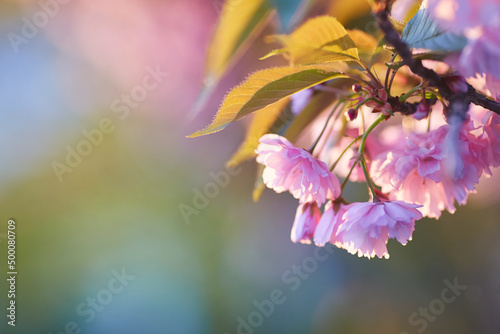 Light pink flowers of Sakura against blu sky. Shallow depth of field.