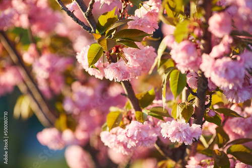 Light pink flowers of Sakura against blu sky. Shallow depth of field.