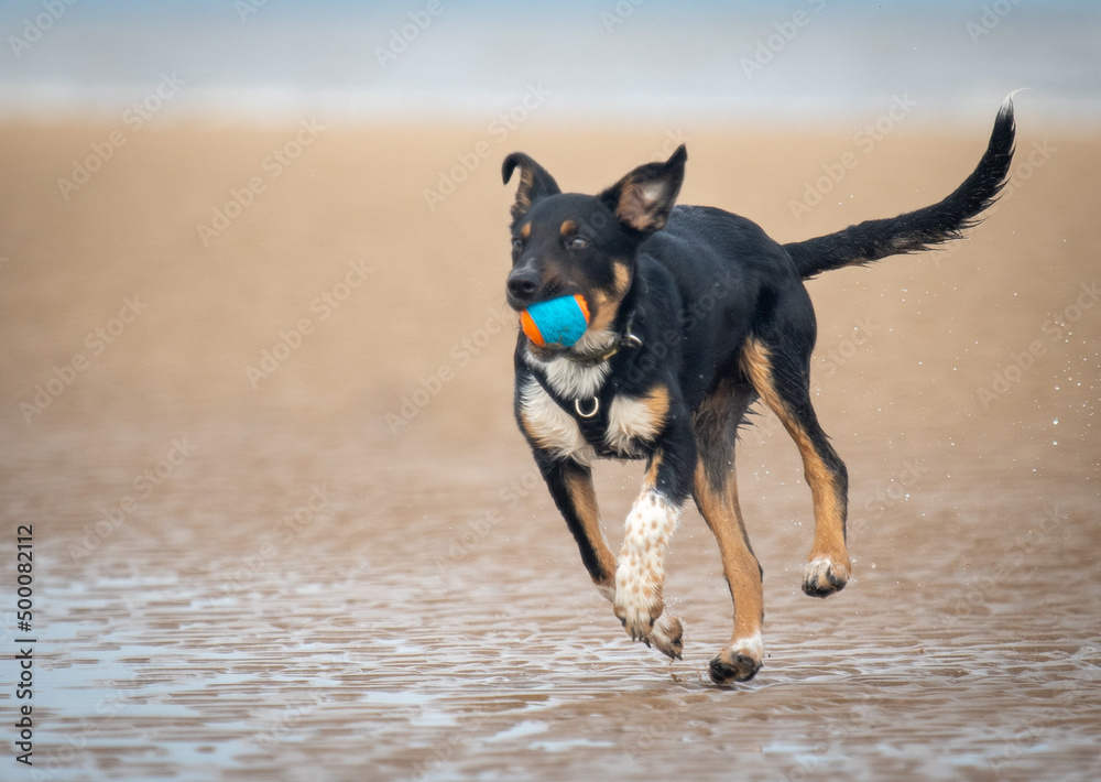 Border Collie running along the beach with his ball Border Collie running along the beach with his ball