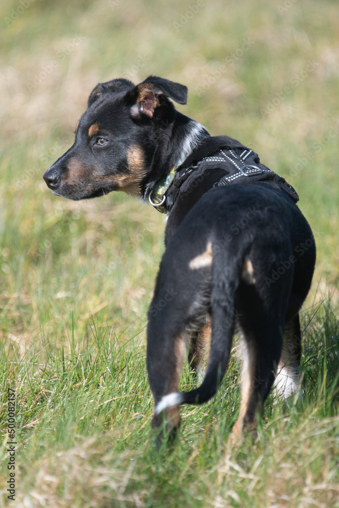 Border Collie resting in a field of grass Border Collie resting in a field of grass