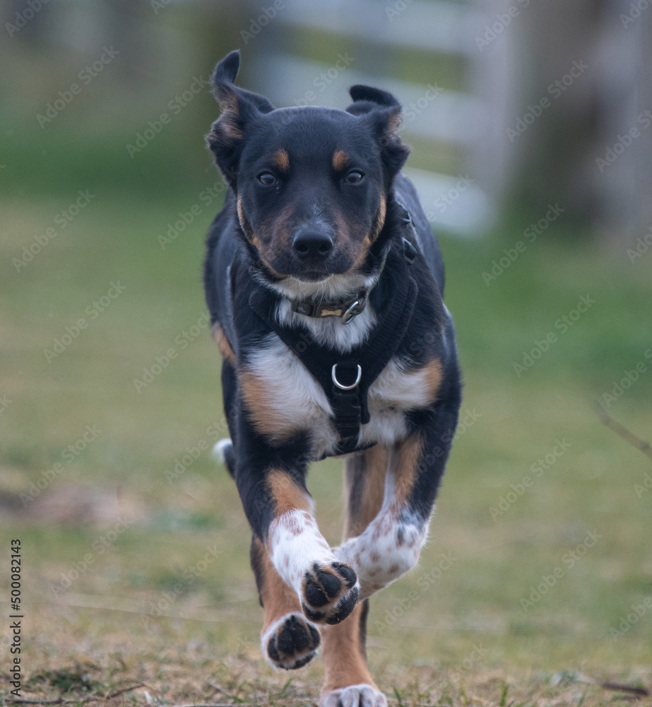 Border Collie running in a field of grass Border Collie running in a field of grass