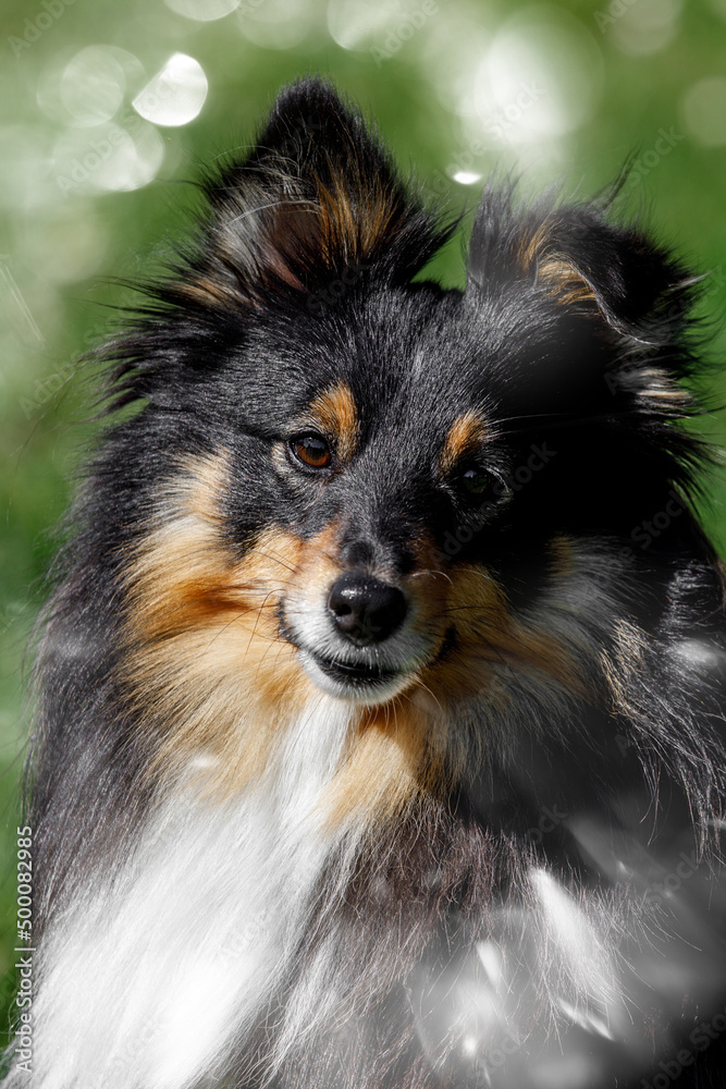 Nice fluffy sable white shetland sheepdog, sheltie outside portrait on green meadow background.