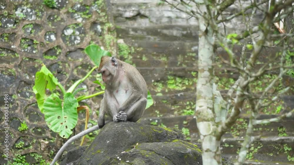 A group of macaque monkeys in Mount Merapi National Park descended the mountain to look for food because there were no tourist visitors due to the covid 19 pandemic A group of macaque monkeys in Mount Merapi National Park descended the mountain to look for food because there were no tourist visitors due to the covid 19 pandemic