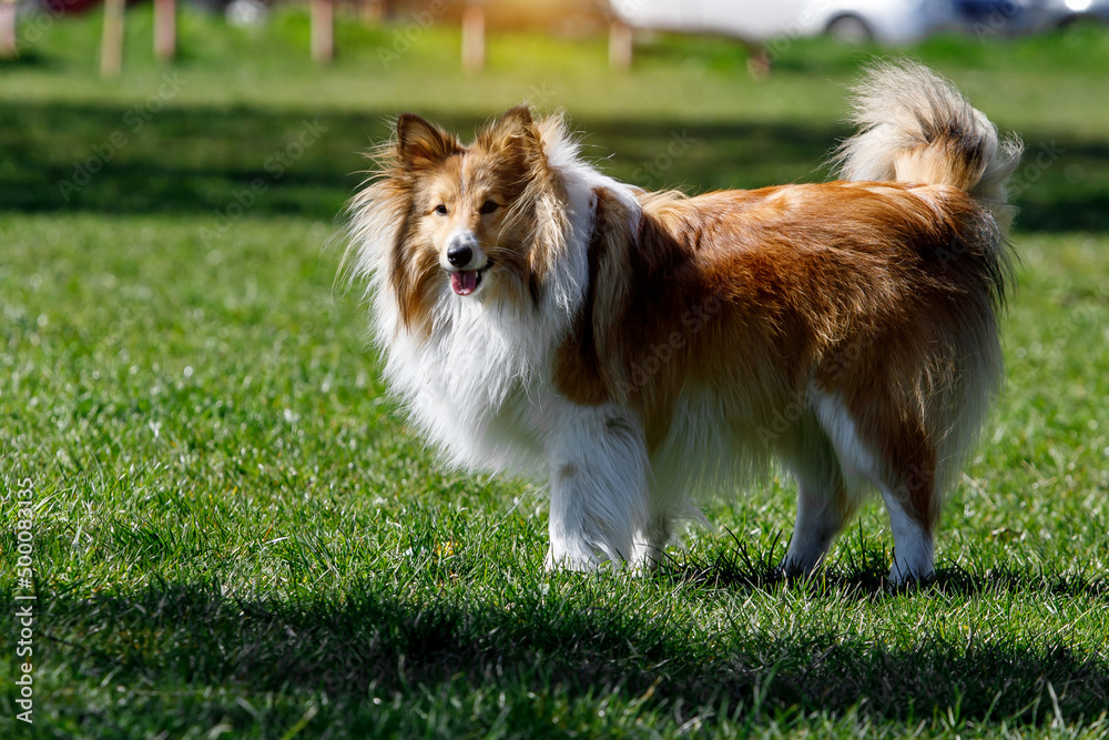 Fluffy sheltie dog on a green meadow.