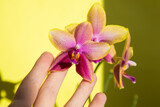Blooming Liodoro orchid on a yellow background