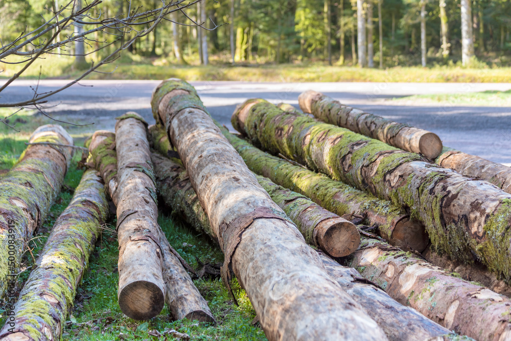 Gros plan sur des troncs de sapins découpé et préparés par des bucherons dans la forêt des Vosges. Détail pour texture d'écorce, de bois et de mousse. Gros plan sur des troncs de sapins découpé et préparés par des bucherons dans la forêt des Vosges. Détail pour texture d'écorce, de bois et de mousse.