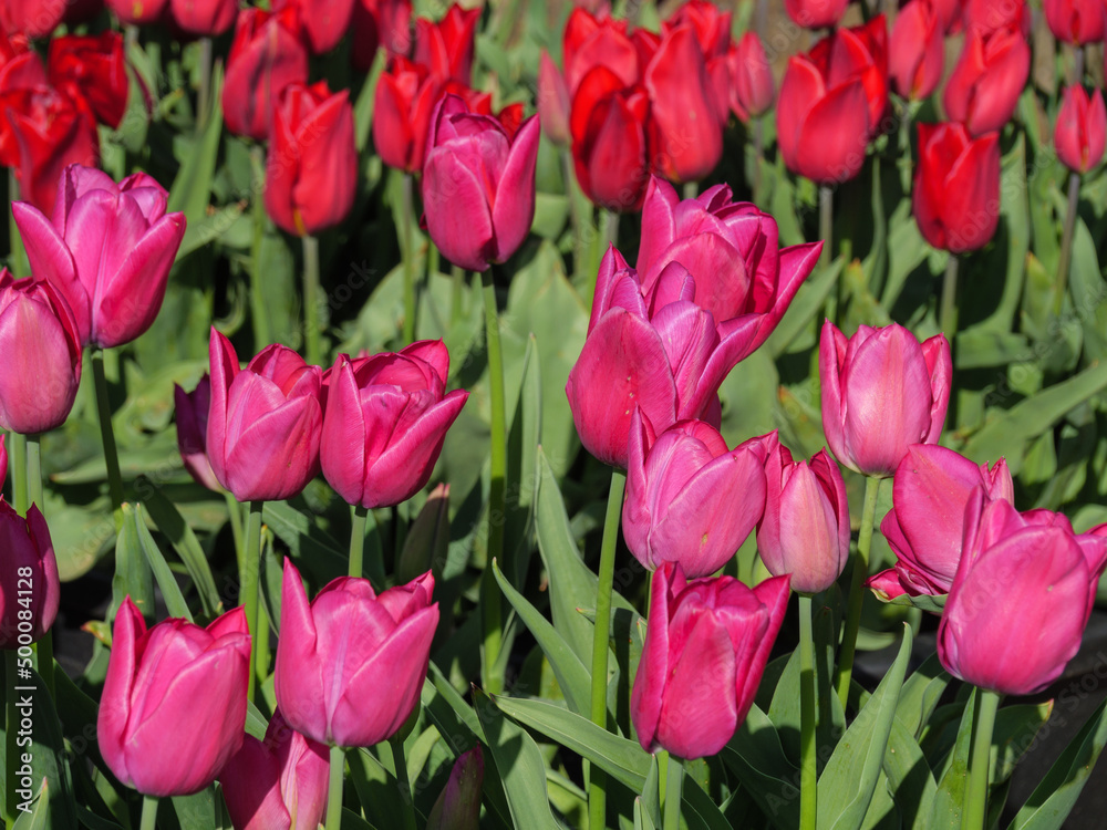 Fototapeta premium Blühende Tulpen im Garten