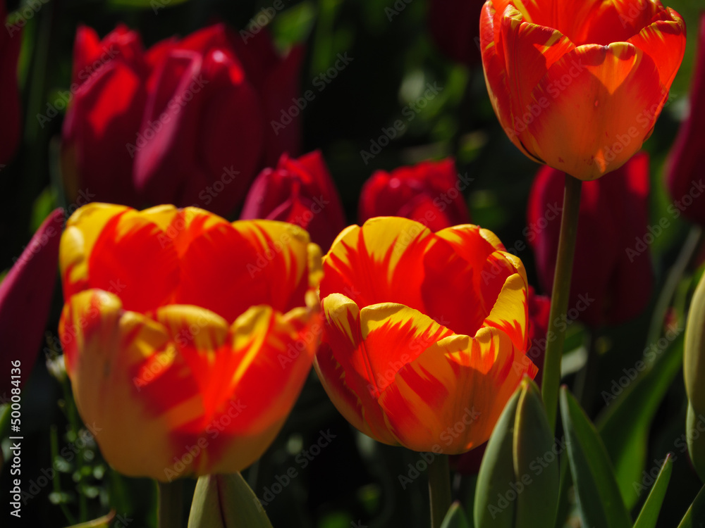 Fototapeta premium Blühende Tulpen im Garten